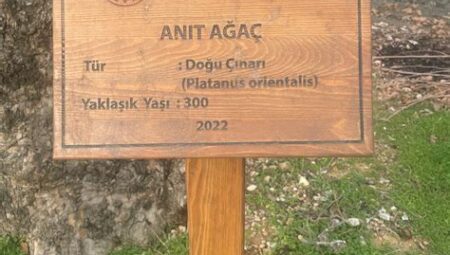 Ağaçlar Altında Sessiz Saatler
