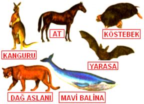 Hayvanlar Alemi Üzerine: Memeli ve Avlanma Perspektifi