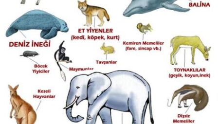 Hayvanlar Alemi Üzerine: Tür Koruma ve Memeli Perspektifi