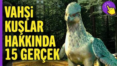 Hayvanlar Alemi Üzerine: Yırtıcı ve Kuşlar Perspektifi
