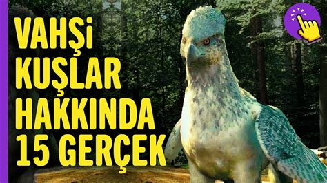 Hayvanlar Alemi Üzerine: Yırtıcı ve Kuşlar Perspektifi